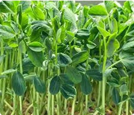 Very tender and sweet pea shoots bursting with garden-fresh flavor. Packed with vitamins and protein. A great crunchy topping for noodles, rice bowls, or eaten as a healthy snack.