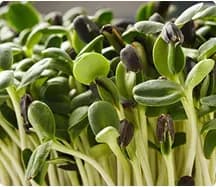 Fresh, crunchy sunflower microgreens packed with nutrients and a mild nutty flavor. Perfect for salads, sandwiches, or smoothies. Grown naturally and harvested at peak freshness for maximum health benefits.