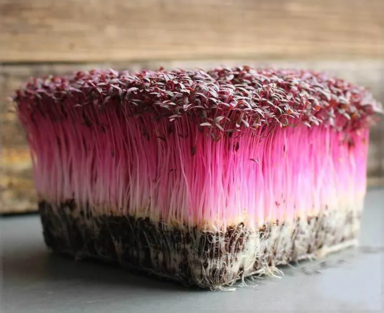 Red Amaranth microgreens are visually stunning with deep magenta hues. Their mild, earthy flavor pairs beautifully with gourmet dishes, adding vibrant color, delicate texture, and a subtle nutritional boost.
