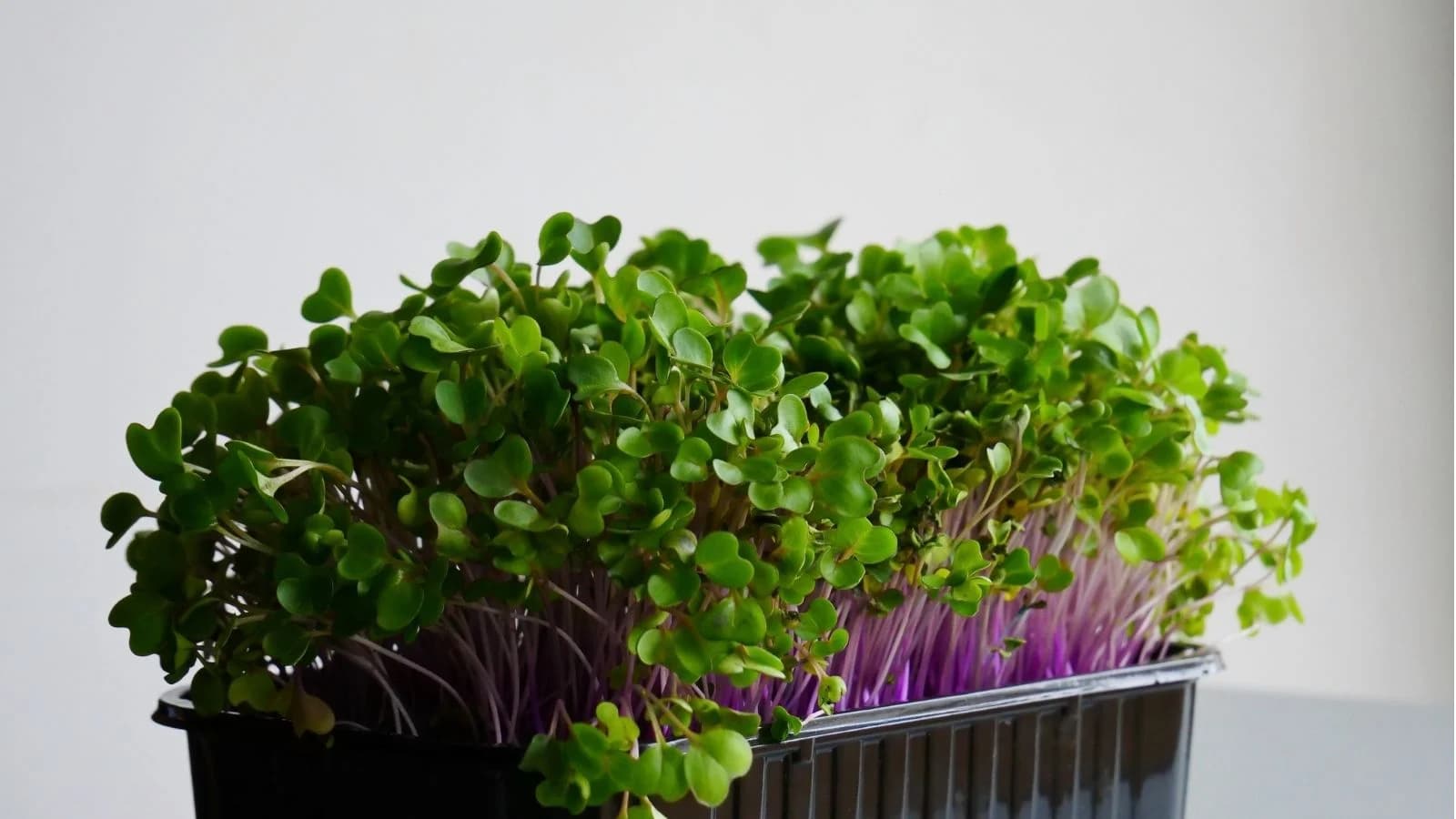 Purple Kohlrabi microgreens feature reddish-purple stems and mild green leaves. Crisp and subtly sweet with a hint of cabbage flavor, they add color, crunch, and charm to salads and slaws.